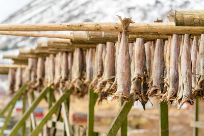 Close-up of fish hanging on clothesline