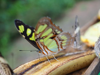 Close-up of butterfly on cut banana