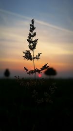 Close-up of plants against sky at sunset