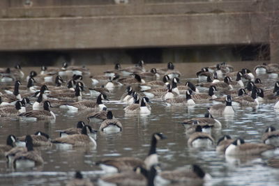 Flock of birds in lake