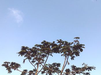 Low angle view of trees against clear blue sky