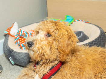 High angle view of stuffed toy