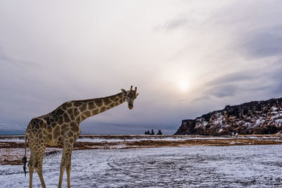 Digital composite image of giraffe on snow covered field by mountain against sky