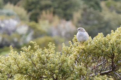 Bird perching on branch