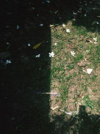 High angle view of trees on field