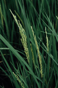 Close-up of crops growing on field