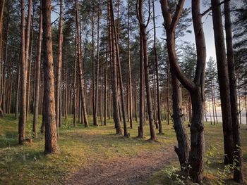 Trees growing on field in forest