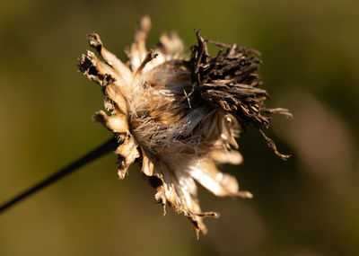 Close-up of dried plant