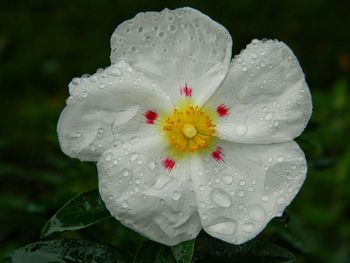 Close-up of white flower