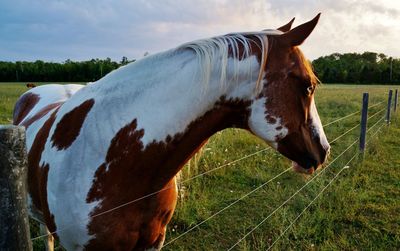 Horse on grassy field