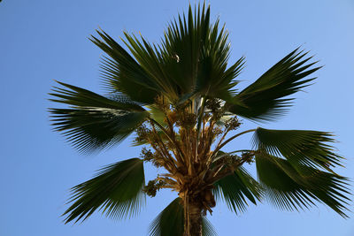 Low angle view of palm tree against clear blue sky