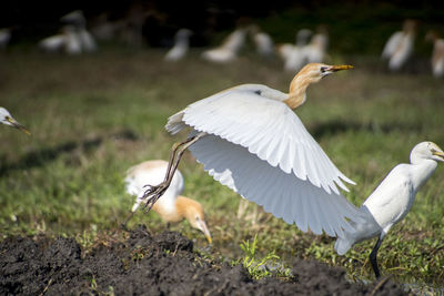 Bird flying over a field