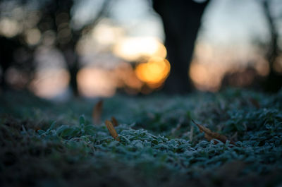 Close-up of grass during sunset