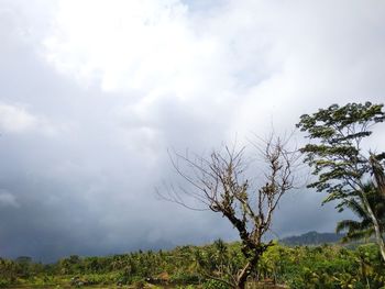 Plants growing on land against sky