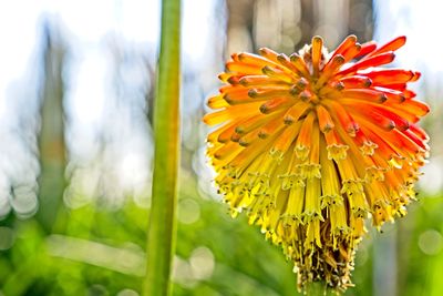 Close-up of yellow flowering plant