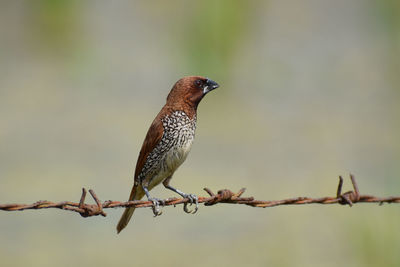 Close-up of bird perching on barbed wire