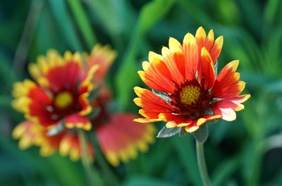 Close-up of orange gerbera daisy blooming outdoors