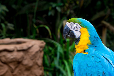 Close-up of blue parrot perching on plant