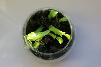 High angle view of potted plant