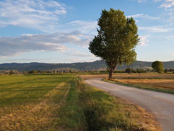 Trees on field by road against sky