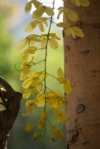 Close-up of yellow flowers on tree