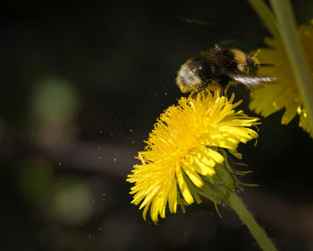 Close-up of bee pollinating on flower