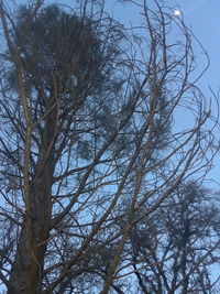 Low angle view of bare tree against sky