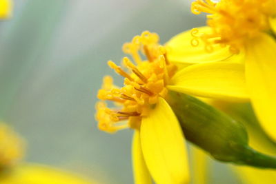 Close-up of yellow flower