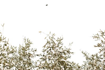 Low angle view of birds flying over tree