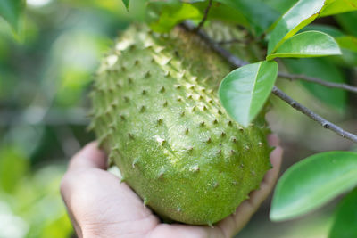 Close-up of hand holding fruit