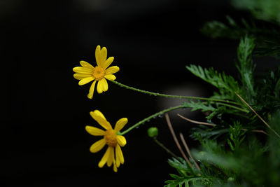 Close-up of yellow flowering plant against black background