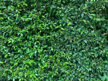 Full frame shot of plants growing on field