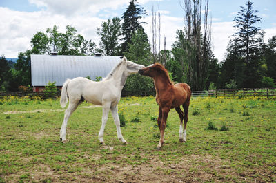 Two foals playing in the field 