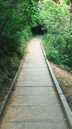 Boardwalk amidst plants