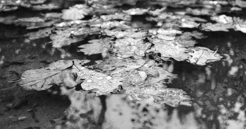 Close-up of maple leaves during autumn