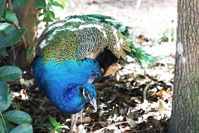 High angle view of a bird on field