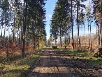 Road amidst trees in forest against sky