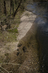 High angle view of bare trees in forest