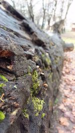 Close-up of moss on tree trunk