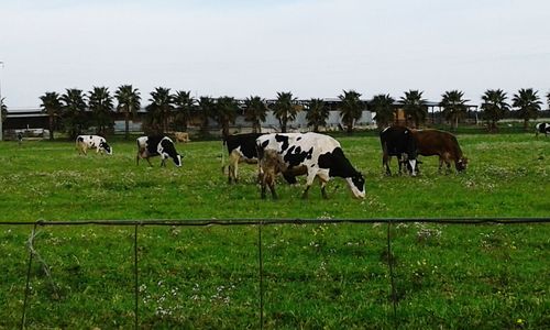 Horses grazing on field against clear sky