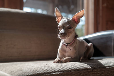 Russian toy terrier is up to something, he screwed up eyes and looks cunningly, lying on a sofa