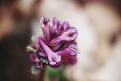 Close-up of pink rose flower