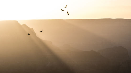 Low angle view of birds flying in sky