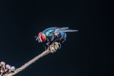 Close-up of fly against black background