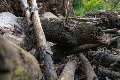 Fallen tree in forest