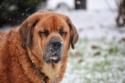 Close-up of dog on snow