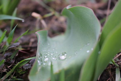 Close-up of water drops on plant