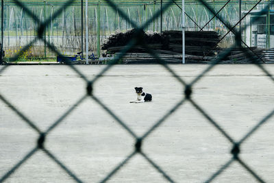 View of cat on chainlink fence