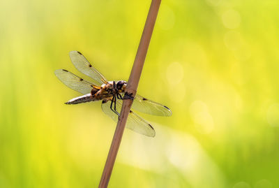 Close-up of dragonfly on plant