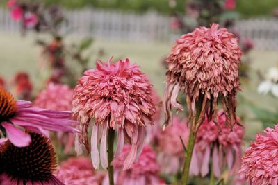 Close-up of wilted pink flowers